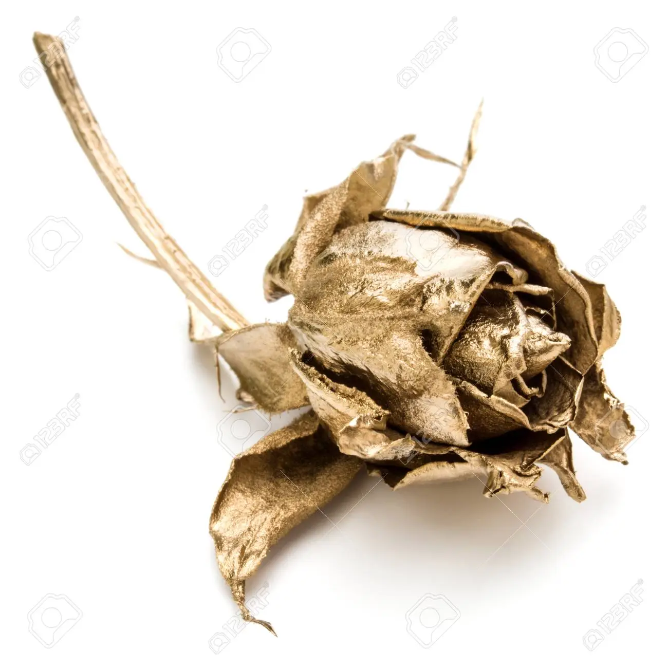 Dried Gold Rose